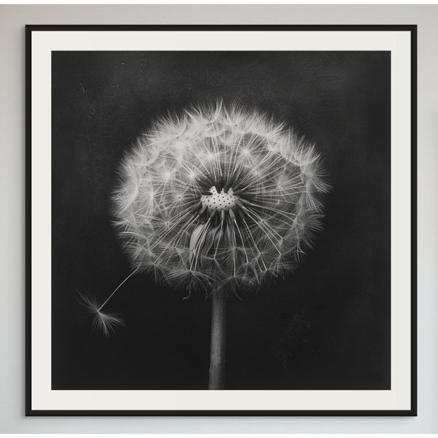 20' X 20' - 'Dandelion' #3 - Black and White Limited Edition Botanical Floral Photography Print by Diane Grant Studio For Sale - Image 4 of 6
