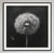 27.5' X 27.5' - 'Dandelion' #3 - Black and White Limited Edition Botanical Floral Photography Print by Diane Grant Studio For Sale - Image 4 of 5