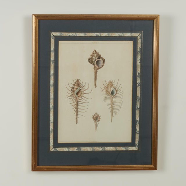 Set of Eight Antique Hand Colored Seashell Prints For Sale - Image 10 of 18