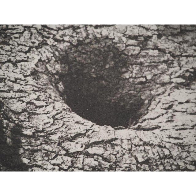 Pablo Picasso, Diurnes, The Deepest Silence, Original Phototype For Sale - Image 5 of 6