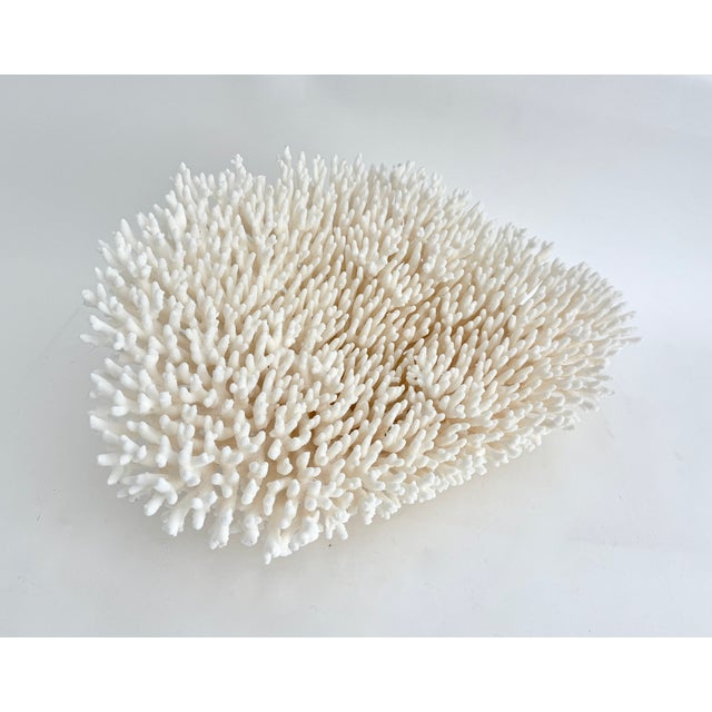 Chinoiserie Massive Natural Table Coral Specimen For Sale - Image 3 of 8