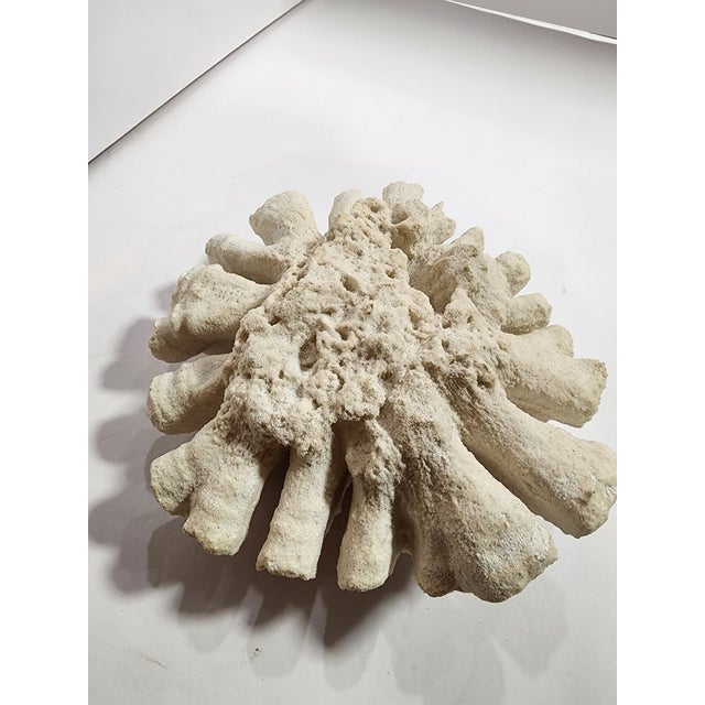 15th Century & Earlier Antique Natural Brain Coral Specimen For Sale - Image 5 of 8