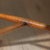 Vintage Scandinavian Modern Sculptural Beech Tripod Stool For Sale - Image 12 of 17