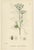 After Sowerby, English Botanical British Wildflowers, 1902, Prints, Set of 6 For Sale - Image 4 of 9