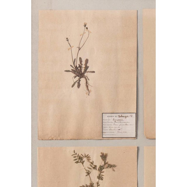 Herbarium, Paper, Framed For Sale - Image 4 of 11