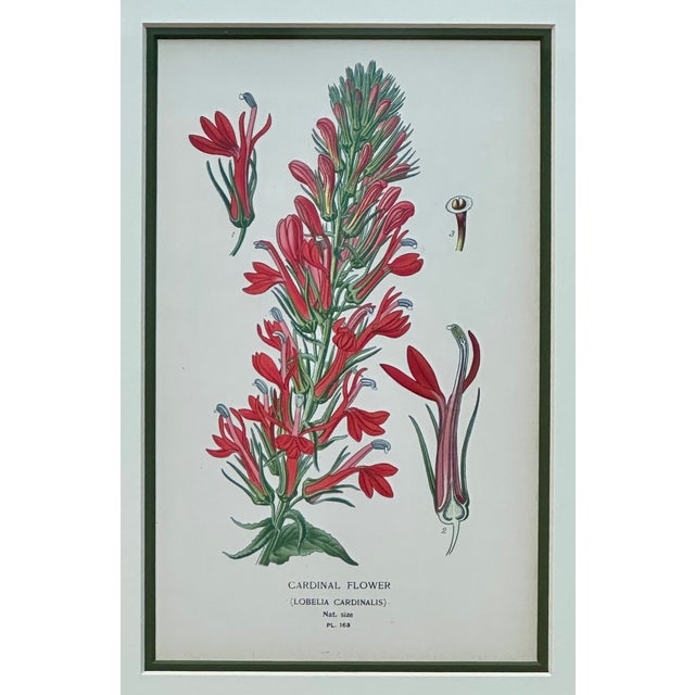 Late 19th Century Honeysuckle & Cardinal Flowers, Framed Original Botanical Prints by Watson, 1896 - Set of 2 For Sale - Image 5 of 6