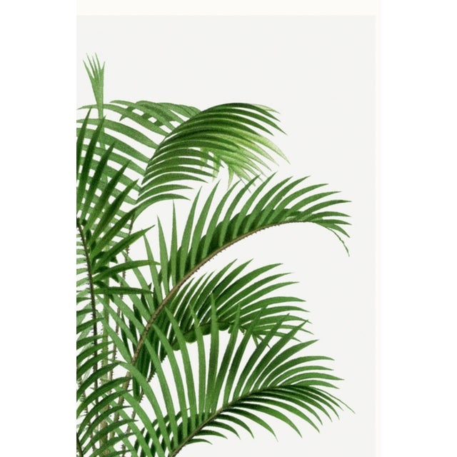 Green Tropical Palm Botanical, Vintage Art Print Reproduction, 40" X 60" For Sale - Image 8 of 10