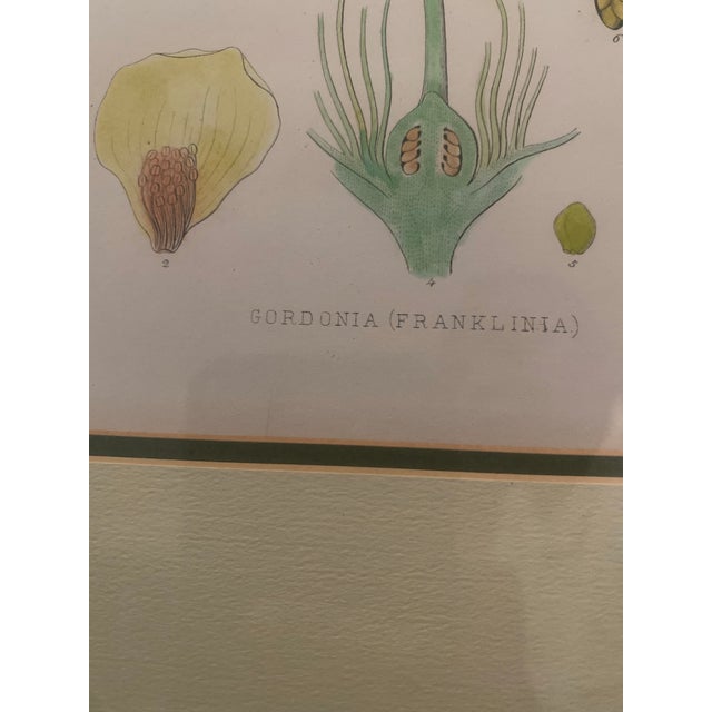 Illustration Mid-Century Framed Mark Catesby "Gordonia Loblolly Bay" Botanical Print, Coffey & Thompson For Sale - Image 3 of 12