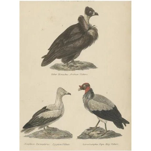 Arabian Vulture, 1860, Paper For Sale - Image 5 of 5