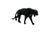 Contemporary Black Resin Panther Spirit from Richard Orlinski For Sale - Image 3 of 9