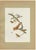 After Descourtilz, Hummingbirds, 1944, Print For Sale - Image 12 of 12
