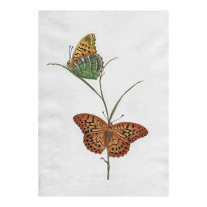 Antique British Butterfly Hand Colored Engraving