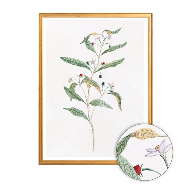 Celerie Kemble Curated Australian Botanical VIII (16x20) in Gold Frame For Sale - Image 4 of 4