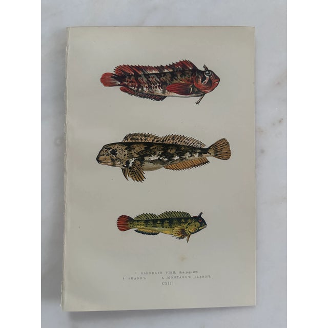 Discover the beauty of 19th-century British ichthyology with this pair of original fish plate wood block engravings from...