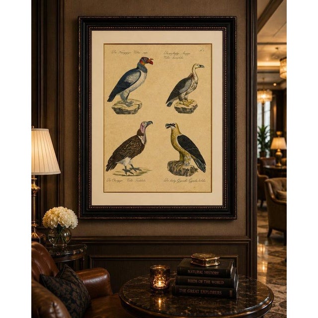 Black Karl Joseph Brodtmann, King Vulture, Griffon Vulture & Bearded Vulture, 1816, Lithograph For Sale - Image 8 of 9
