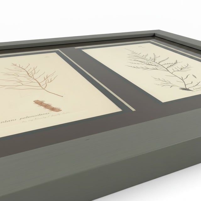 Late 18th Century Framed Pair of Antique Sowerby Seaweed Prints | English Marine Botany For Sale - Image 5 of 12