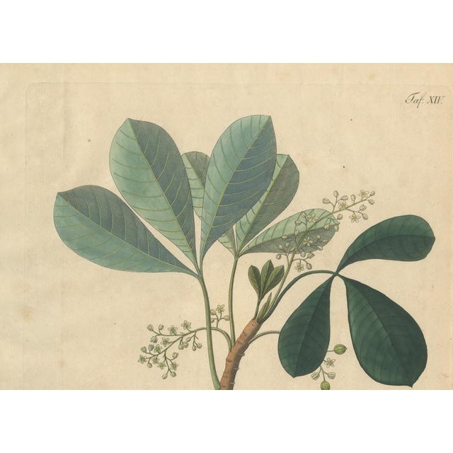 Siphonia Elastica, 1800s, Paper For Sale - Image 3 of 10