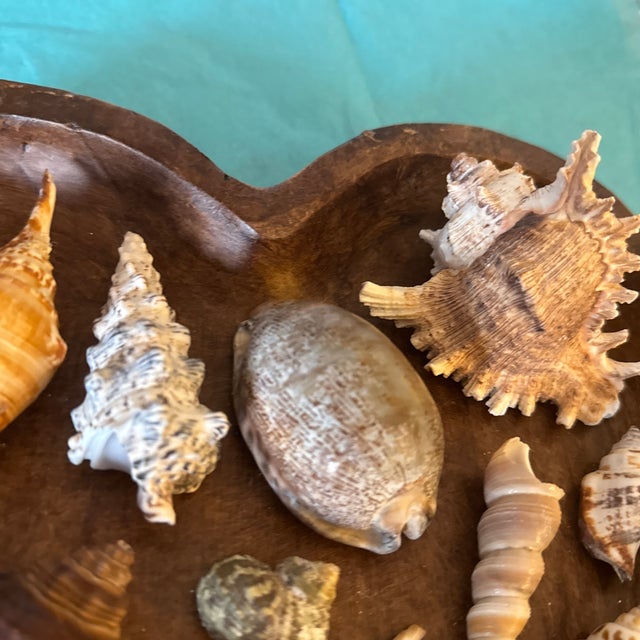 Mid-Century Modern Hand-Carved Heart Wooden Catchall Bowl With Curated Seashell Specimen Collection For Sale In Minneapolis - Image 6 of 9