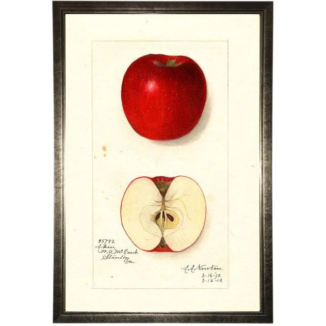 Red Apple Study in Pewter Shadowbox 13x19 For Sale