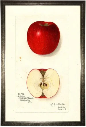 Red Apple Study in Pewter Shadowbox 13x19