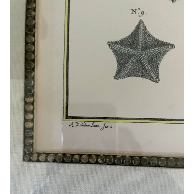 Late 20th Century Adolf Van De Laan (Dutch 1684-1755) Hand Colored Engravings "Starfish", 20th Century Restrikes. Set of 2 For Sale - Image 5 of 9