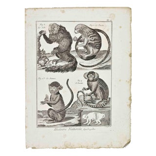 Buffon, Monkeys, 1700s, Etching For Sale
