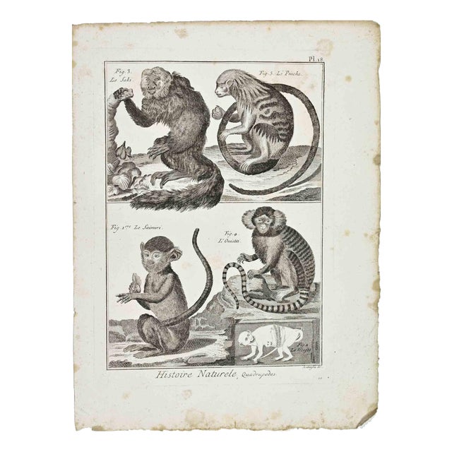 Buffon, Monkeys, 1700s, Etching For Sale