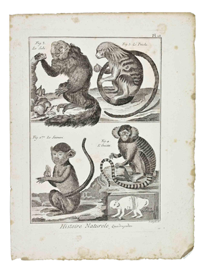 Buffon, Monkeys, 1700s, Etching