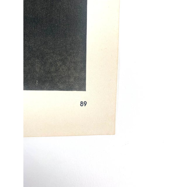 1940s Framed Botanical Blossfeldt Print - No. 89 For Sale - Image 4 of 5