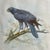 A matching set of original avian animal watercolor paintings, each depicting a bird of prey perched on a branch. The...