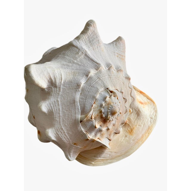 Traditional Coastal Colossal Conch Shell For Sale - Image 3 of 11