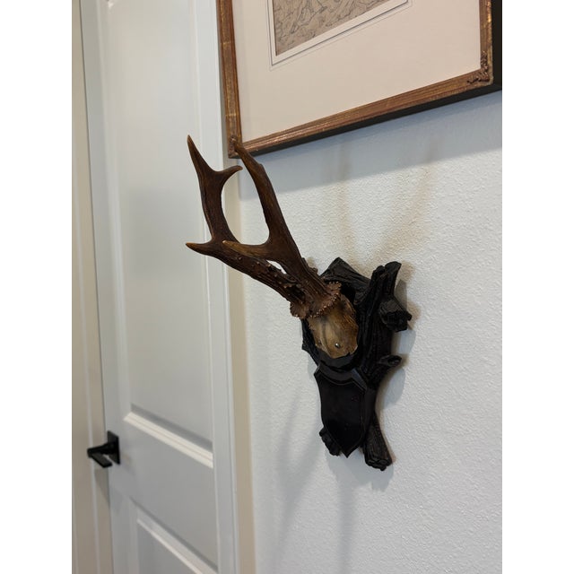 Antique Black Forest Roe Deer Trophy Antler Mount For Sale - Image 9 of 11