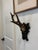 Antique Black Forest Roe Deer Trophy Antler Mount For Sale - Image 9 of 11