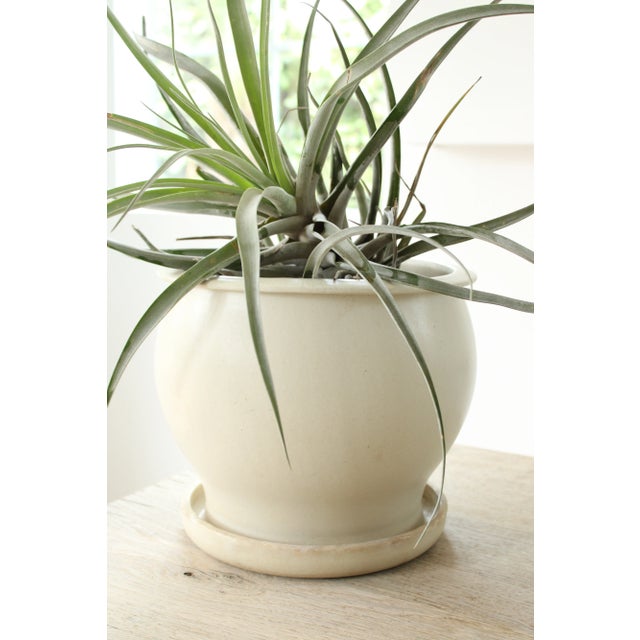 Stylish Mid-Century Pottery planter in a desirable matt glaze, with neutral color palette. Stamped by potter, includes...