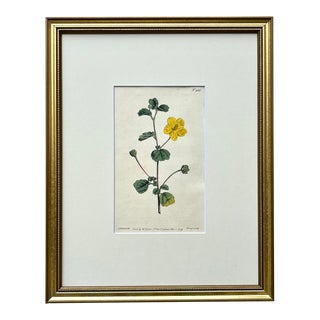 Antique Original Hand Colored Curtis Yellow Floral Botanical Etching 1799 For Sale