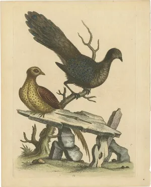George Edwards, Grey Peacock-Pheasant Hen, 1746, Engraving on Paper
