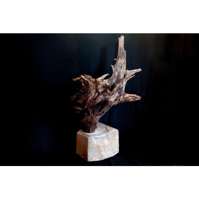 Wabi Sabi Root Wood Sculpture For Sale - Image 12 of 13