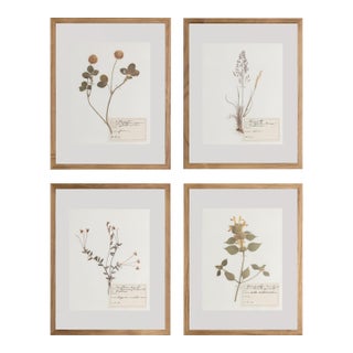 Custom Framed Antique Finnish Herbarium Botanical Specimens (Floating Photo Picture Frame) For Sale