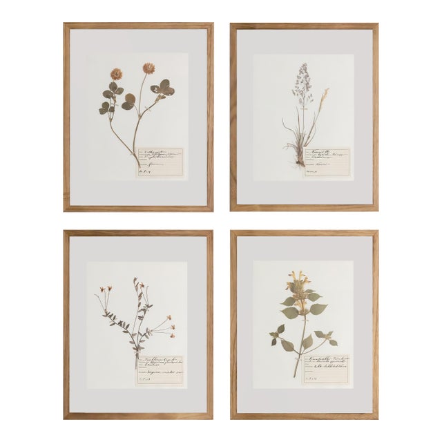 Custom Framed Antique Finnish Herbarium Botanical Specimens (Floating Photo Picture Frame) For Sale