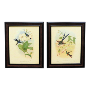 Pair of John Gould Lithographs Prints Hummingbird & Flowers Floral Avian
