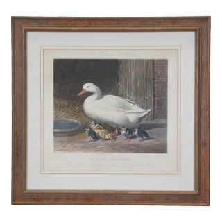 1854 Victorian Engraving Duck & Ducklings Fores Series of Mothers Jf Herring 20" For Sale