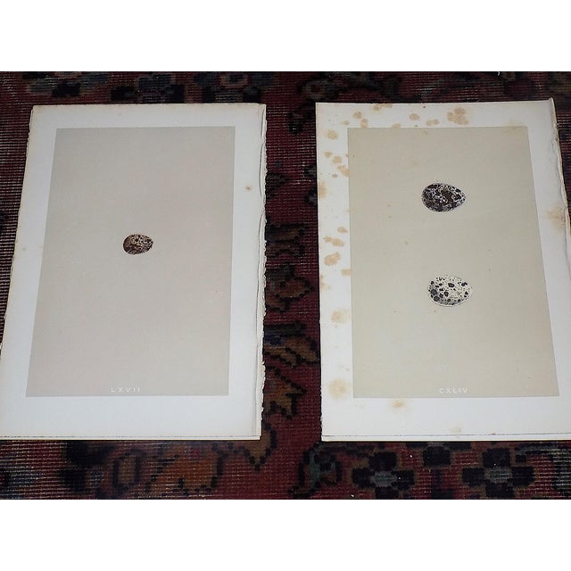 Antique 19th Century Hand Colored Egg Lithographs - Set of 12 For Sale - Image 4 of 9