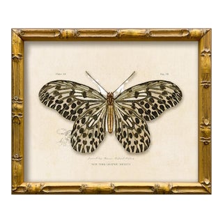 Contemporary Reproduction of Vintage "Garden Friends" Art Print, Leopard Framed Butterfly For Sale