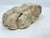 Possibly classical or later, carved stone fragment in the form of a stylized lion’s paw or foliate terminal, likely from a...