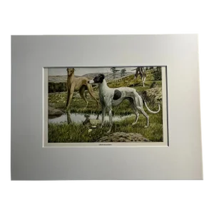 1919 Greyhound Print