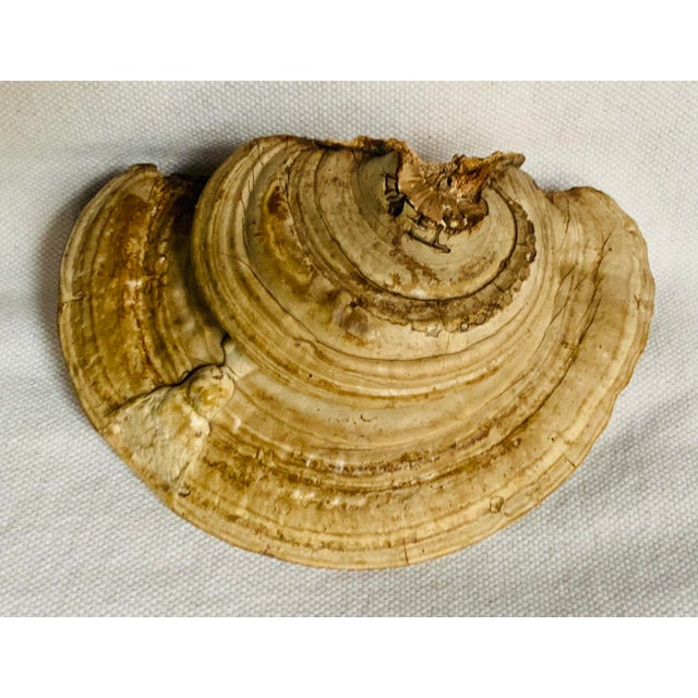 Mid-Century Etched Folk Art Artist's Conk Mushroom For Sale - Image 6 of 17