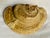 Mid-Century Etched Folk Art Artist's Conk Mushroom For Sale - Image 6 of 17