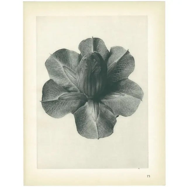 1928 Karl Blossfeldt Original Period Photogravure N73 of Cups-And-Saucers For Sale In Dallas - Image 6 of 6