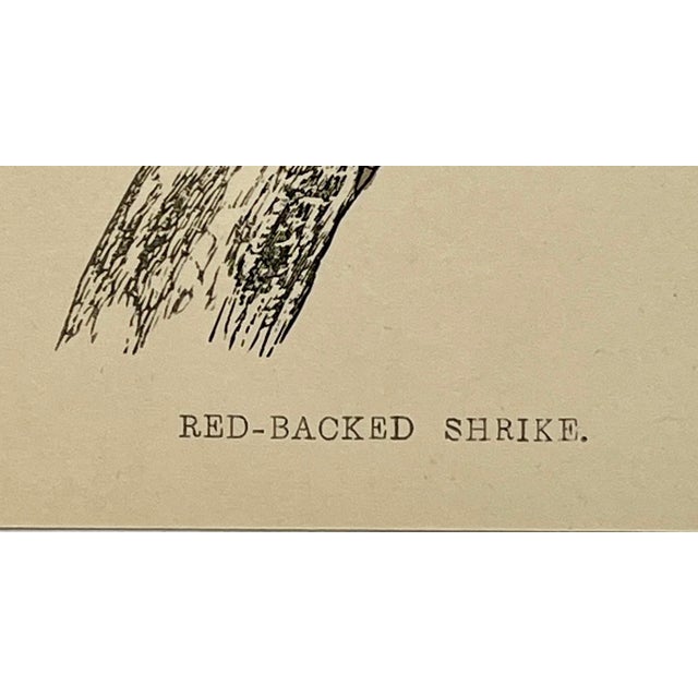 Antique Hand Tinted Bird Print From England Featuring a Pair of Red-Backed Shrikes - Circa 1880 For Sale - Image 11 of 12