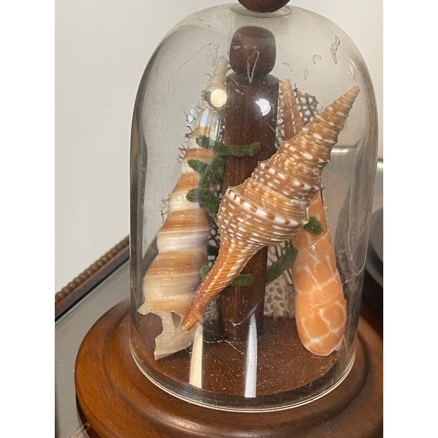 Shell 4 Vintage Coastal Marine Specimens in Domed Clochets For Sale - Image 7 of 7